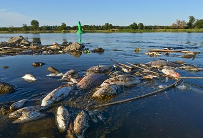 Over 100 tonnes of dead fish recovered from Oder River as mass die-off mystery deepens