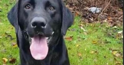 Dog tied up at Glasgow shop stolen as pet owner warns others to be alert