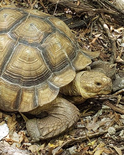 Endangered Giant Tortoise Rescued After Being Spotted In Texas City Park