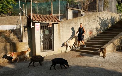 'They roam about like cats': Spanish cities try to halt wild boar invasions