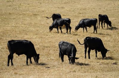 Defra rules relaxed in heatwave so farmers can feed livestock