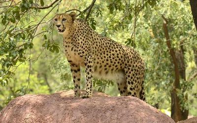 Reports of African cheetahs being stuck in transit 'completely unfounded', says Environment Ministry