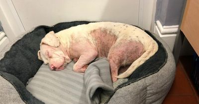 Puppy dumped on streets beats painful skin condition to find forever family