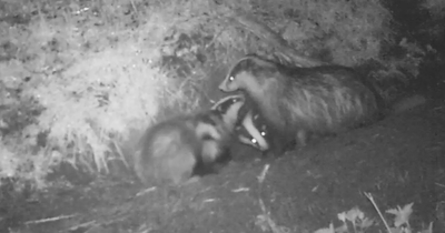 National award for badger baiting operation protecting Northern Ireland setts from criminal gangs