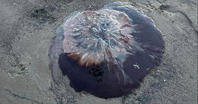 Beachgoers warned as huge jellyfish 'with nasty sting' washes up on British beach