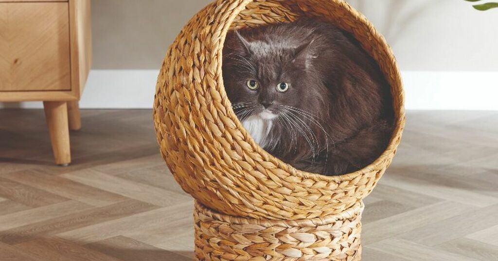 Aldi relaunches popular cat Egg Chair for under £40…