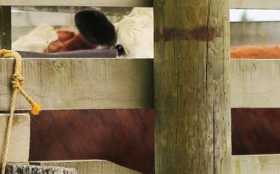 Foot-and-mouth: NZ's doomsday disease