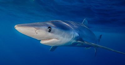 Shark spotted along shoreline by UK country estate is same type that bit snorkeler