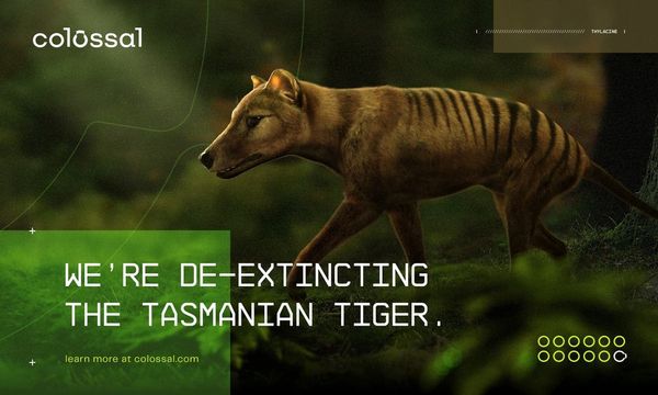 Scientists are trying to resurrect the Tasmanian tiger. So when did the  last one die and what about all those sightings? - ABC News