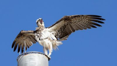 Conservationists thrilled to see new eggs from endangered osprey at Port Lincoln