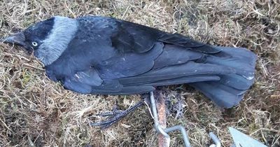 Bird put to sleep to end suffering after leg partially amputated by illegal trap in Lanarkshire