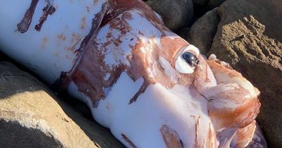 Rarely seen giant squid with huge eye and parrot-like beak washes up on beach