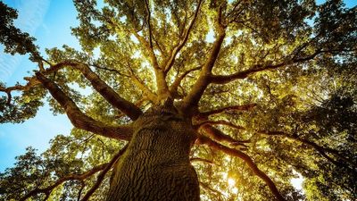Five memorable trees in books we love, from The Magic Faraway Tree to Too Much Lip