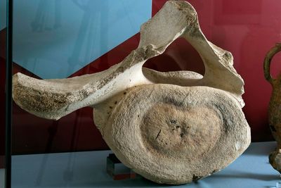 Medieval whale bone discovered at land-locked castle goes on display