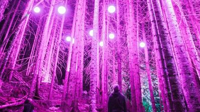 Plan for Brisbane's Mount Coot-tha botanic gardens to host Australian-first night light show by Lumina Night Walks