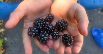 Berry clever: Snack hacks to help you survive the rest of the school holidays