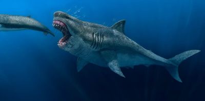 Ancient megalodon super-predators could swallow a great white shark whole, new model reveals