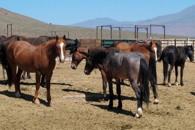 Biggest US holding pen planned for wild horses faces suit