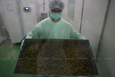 Anutin open to more relaxed weed laws