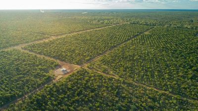 Indian sandalwood company Quintis puts Northern Territory farm on market