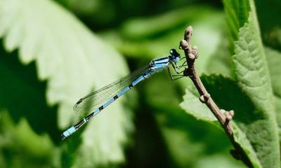Weatherwatch: damselflies return to UK as climate warms