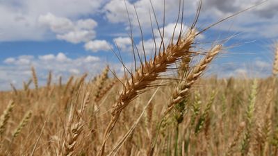 Victorian farmers fear wet La Niña will damage grain harvest