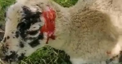Police launch probe into alleged repeated dog attacks on sheep at Scots farm