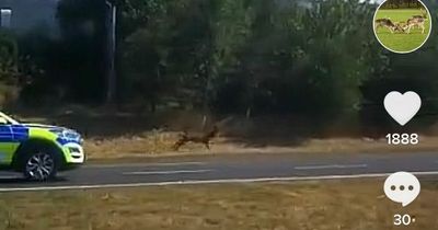 Bizarre TikTok video shows gardai 'chasing' deer on busy M50 motorway