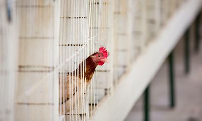 Battery-farmed eggs to be phased out by 2036 as Australian animal welfare reforms are brought in
