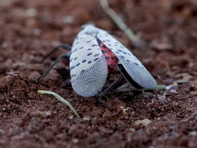 What a pest! Spotted lanternflies are spreading in the U.S.