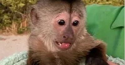 Mischievous monkey calls police after swiping zookeeper’s phone from golf cart