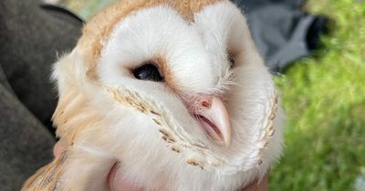 Birth of 3 red listed barn owl chicks on nature friendly NI farm 'thrills' conservationists