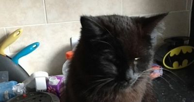 Two cats die within days from 'antifreeze poisoning' on same Scots street