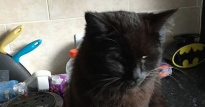Scottish SPCA appeal for information after two cats ingest antifreeze on the same street in West Lothian