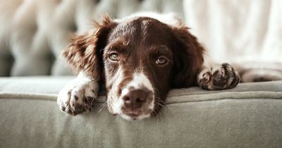 Dog infected with monkeypox after catching it from owner as WHO issues warning