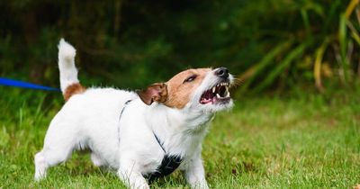 Dog body language that expert says could show if a canine is dangerous