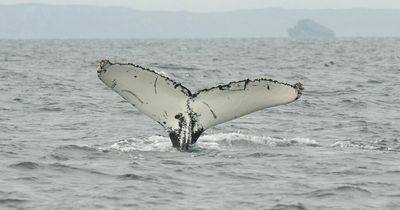 Wildlife lover captures incredible close encounter with humpback whales off coast of Lewis