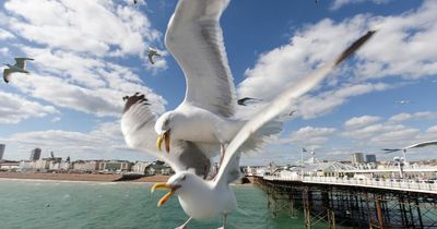 How to keep seagulls away after 'extreme aggression' warning issued