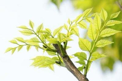 IPOs are off the table until green shoots emerge