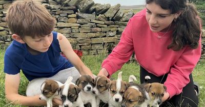 Our Yorkshire Farm's Amanda Owen delights fans with rare pic of Edith and Sidney