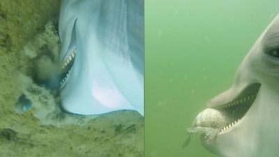 Cameras strapped to dolphins capture surprise sea snake feast