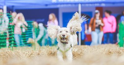 Incredible dog festival with hundreds of pooches and a fun day out is heading to Scotland next month
