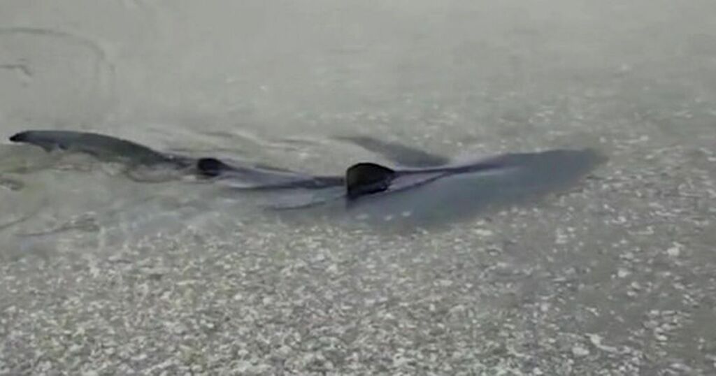Worry As Shark Spotted In UK River they Don t worry-as-shark-spotted-in-uk-river-they-don-t