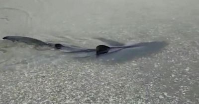 'Worry' as shark spotted in UK river: 'they don't normally come so close to beaches'