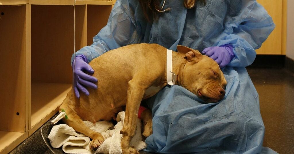 can-humans-get-parvovirus-from-their-dogs-and-what