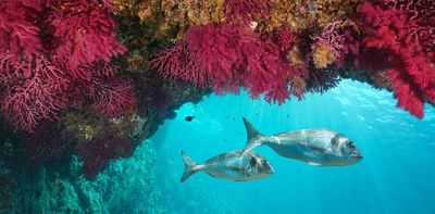 The Mediterranean has experienced record sea temperatures this summer: this could devastate marine life