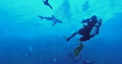 Horrifying moment shark attacks diver as victim screams for help 10m underwater