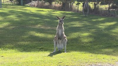 Kangaroo attacks leave coast town residents scared to leave home