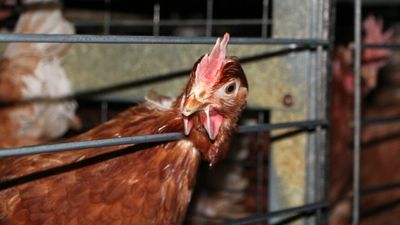 Battery caged eggs to be phased out in Australia over the next decade