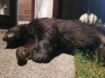 Colorado homeowner emptied pistol to kill bear that broke in